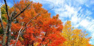 Поздравление Уполномоченного с Днем народного единства!