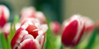 Обращение Уполномоченного по правам человека в РИ в связи с Международным женским днём 8 Марта