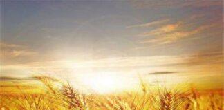 Ответственность за неиспользование земель сельскохозяйственного назначения ужесточили