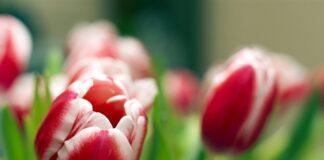 Поздравление с 8 марта