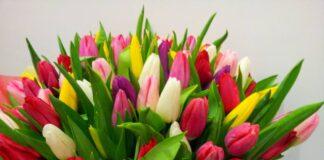 Обращение Джамбулата Оздоева в связи с Международным женским днем – 8 марта