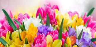 Поздравление Уполномоченного по правам человека в Республике Ингушетия с Международным женским днем 8 марта